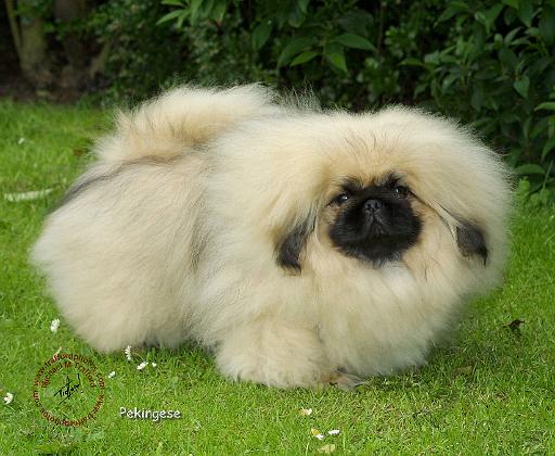 Pekingese 9W010D-014.JPG